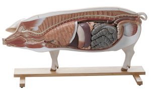 Fokvarken Model