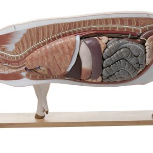 Fokvarken Model