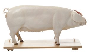 Fokvarken Model