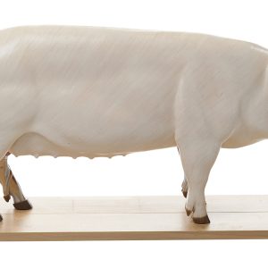 Fokvarken Model