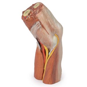 Fossa Cubitalis links, 3D Print