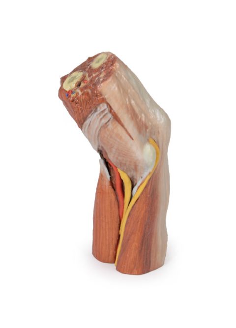 Fossa Cubitalis links, 3D Print