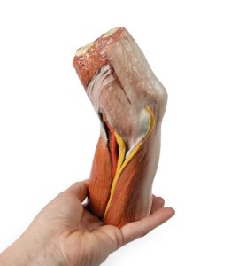Fossa Cubitalis links, 3D Print
