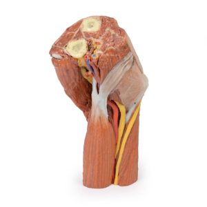 Fossa Cubitalis links, 3D Print