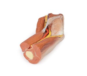 Fossa Cubitalis links, 3D Print
