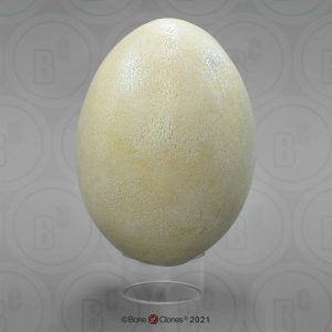 Fossiel Ei Olifantsvogel