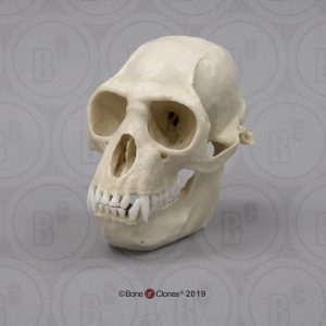Franjeaap Schedelmodel