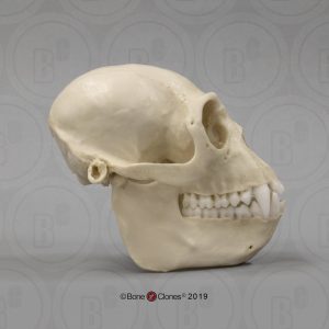 Franjeaap Schedelmodel