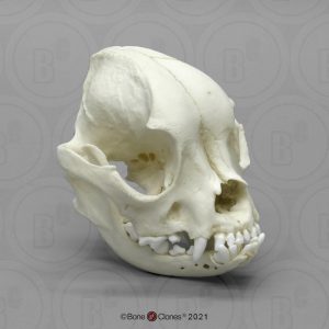 Franse Buldog Schedelmodel
