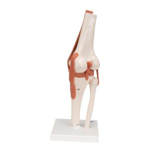 Functioneel Knie Gewricht
