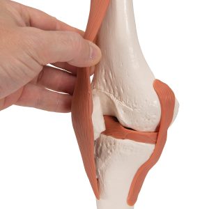 Functioneel Knie Gewricht
