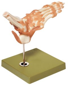 Functioneel Model Enkelgewricht