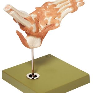 Functioneel Model Enkelgewricht