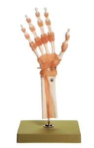 Functioneel Model Hand- en Vingergewrichten