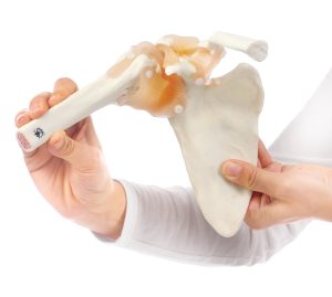 Functioneel Model Schoudergewricht