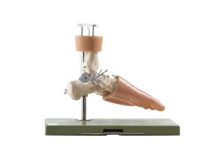 Functioneel Model Voetwortelbeen