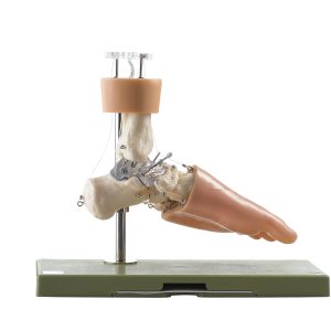 Functioneel Model Voetwortelbeen