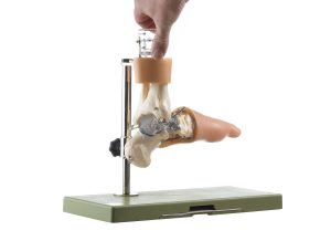 Functioneel Model Voetwortelbeen