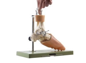 Functioneel Model Voetwortelbeen