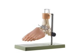 Functioneel Model Voetwortelbeen