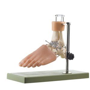 Functioneel Model Voetwortelbeen