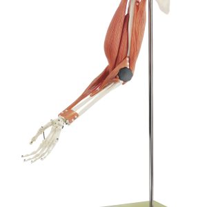 Functioneel spiermodel van de arm