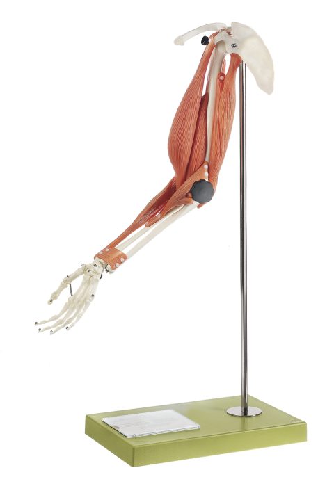 Functioneel spiermodel van de arm