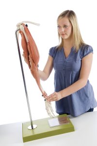 Functioneel spiermodel van de arm