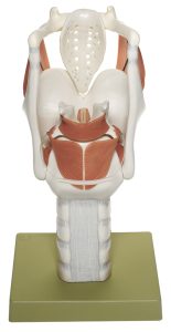 Functioneel Strottenhoofd model
