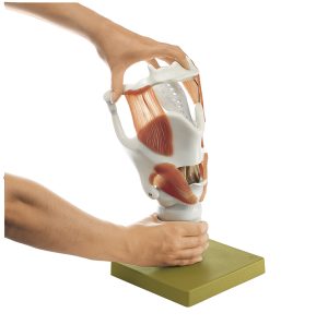 Functioneel Strottenhoofd model