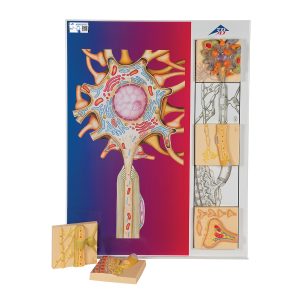Fysiologie van de zenuwen, set