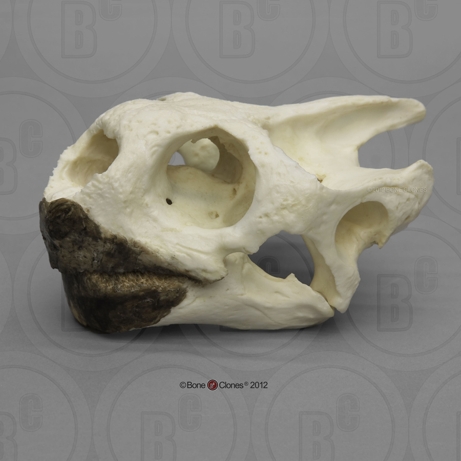 Galapagosreuzenschildpad Schedelmodel