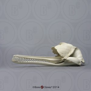 Gangesdolfijn Schedelmodel