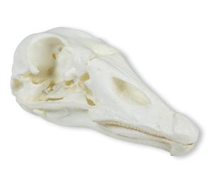 Gans Schedelmodel