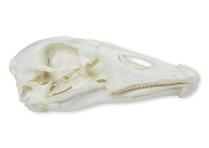 Gans Schedelmodel