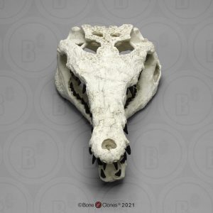 Gavialosuchus Schedelmodel