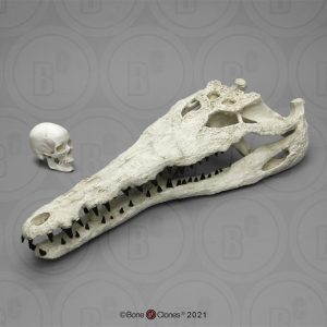 Gavialosuchus Schedelmodel