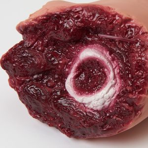 Geamputeerd Been voor Wondsimulatie