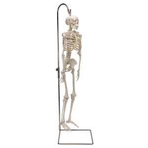 Geavanceerd 80cm skelet, Hangend