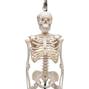 Geavanceerd 80cm skelet, Hangend