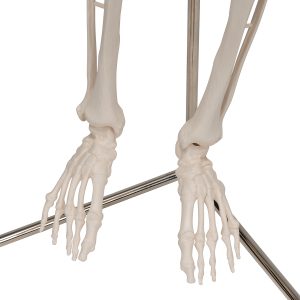Geavanceerd 80cm skelet, Hangend