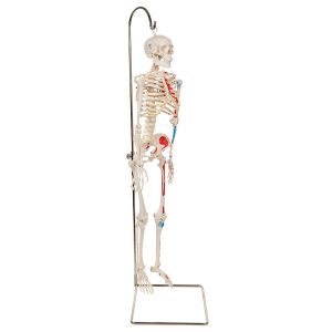 geavanceerd 80cm skelet, hangend & spieraanduidingen