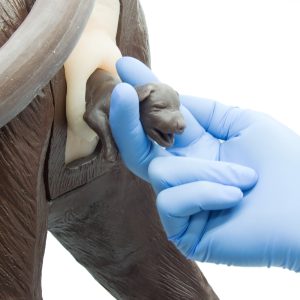 Geboortesimulatie Module voor Gynaecologische Trainingshond Bella