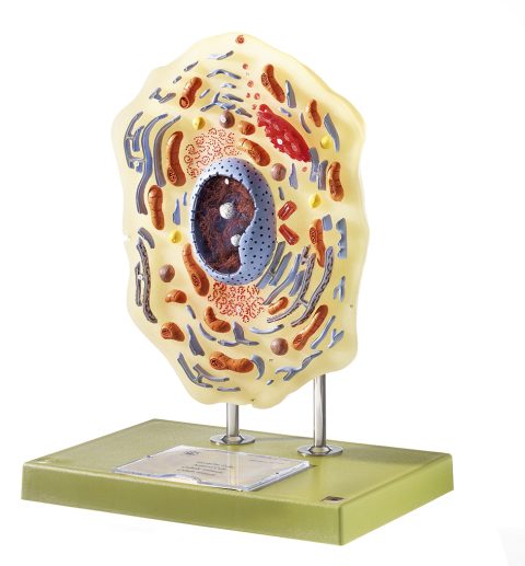 Gedetailleerd Dierlijke Cel Model