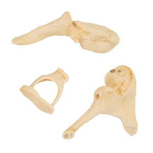 Gehoorbeentjes (Ossicles) Model Bonelike