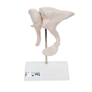 Gehoorbeentjes (Ossicles) Model