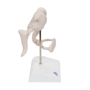 Gehoorbeentjes (Ossicles) Model