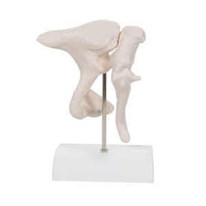 Gehoorbeentjes (Ossicles) Model