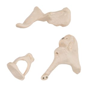 Gehoorbeentjes (Ossicles) Model