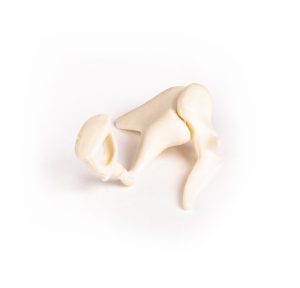 Gehoorbeentjes, 3x vergroot